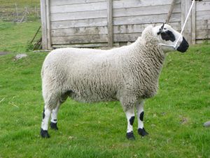 Sheep For Sale - Kerry Hill Sheep Society