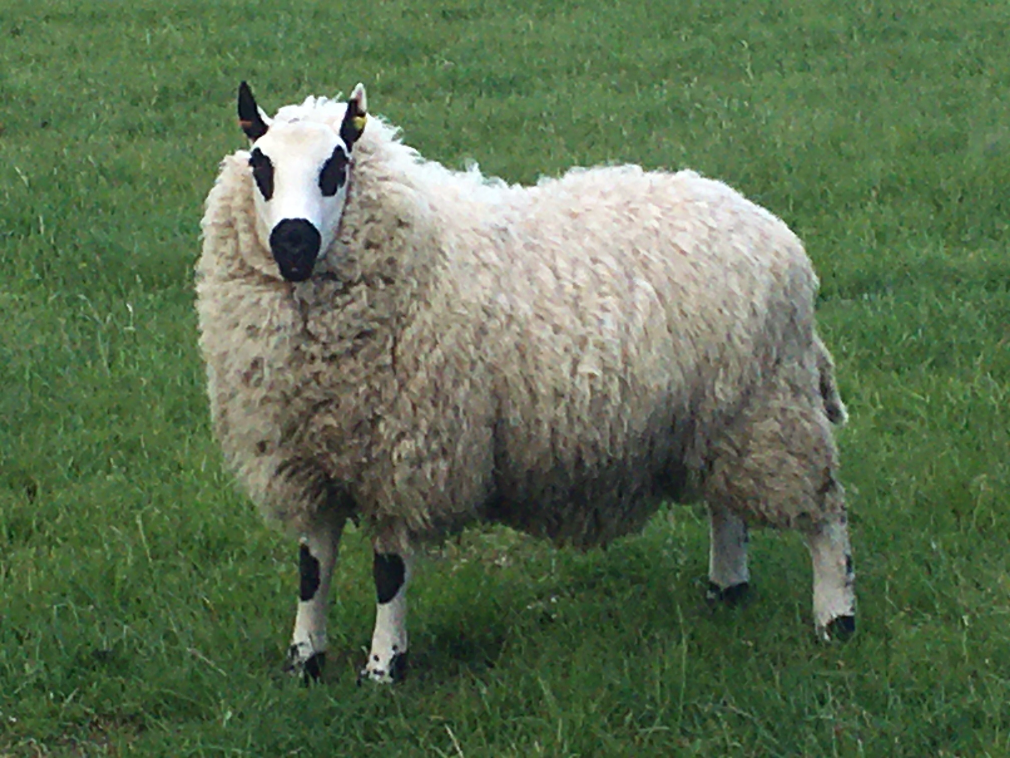 Sheep For Sale Kerry Hill Sheep Society