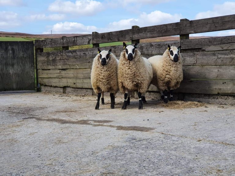 Sheep For Sale Kerry Hill Sheep Society