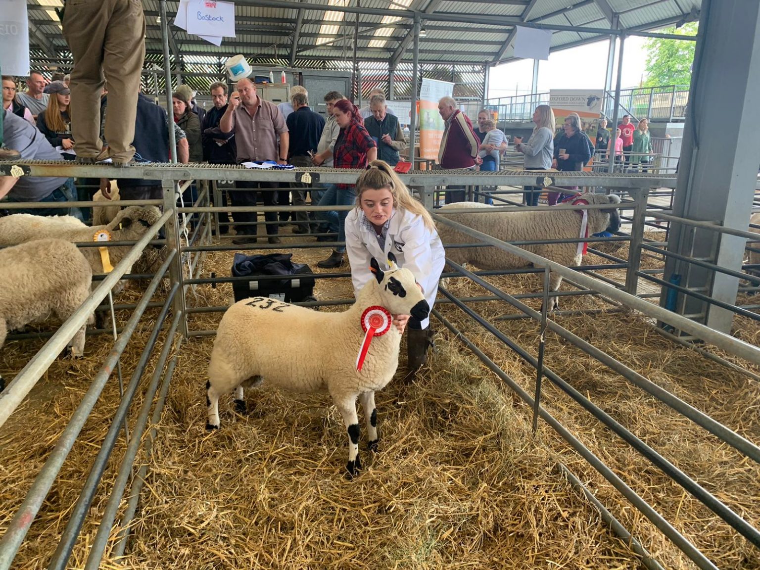 Tysoe flock leads trade at Melton Mowbray rare breed sale Kerry Hill