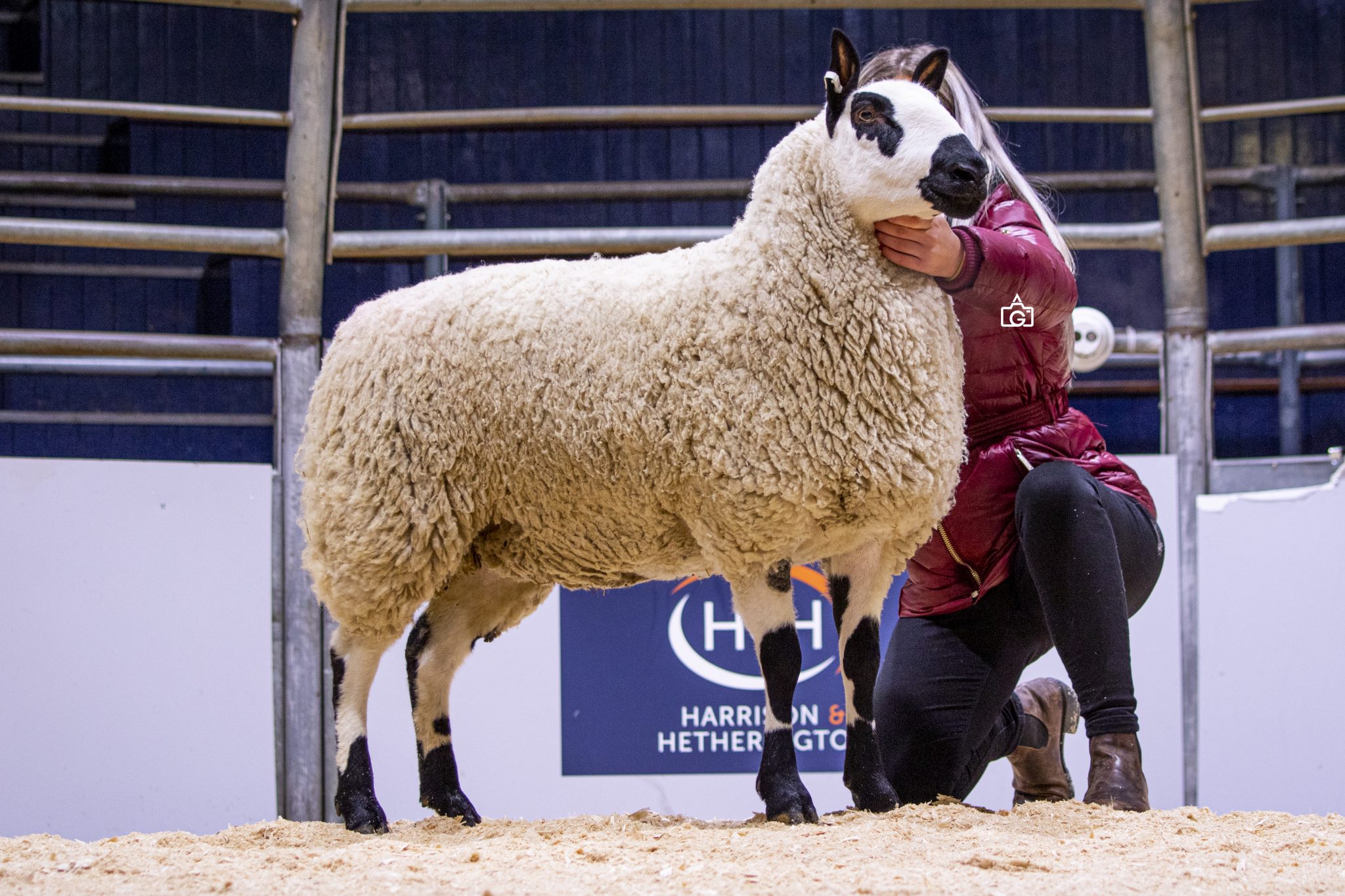 Kerry Hill Sheep Society
